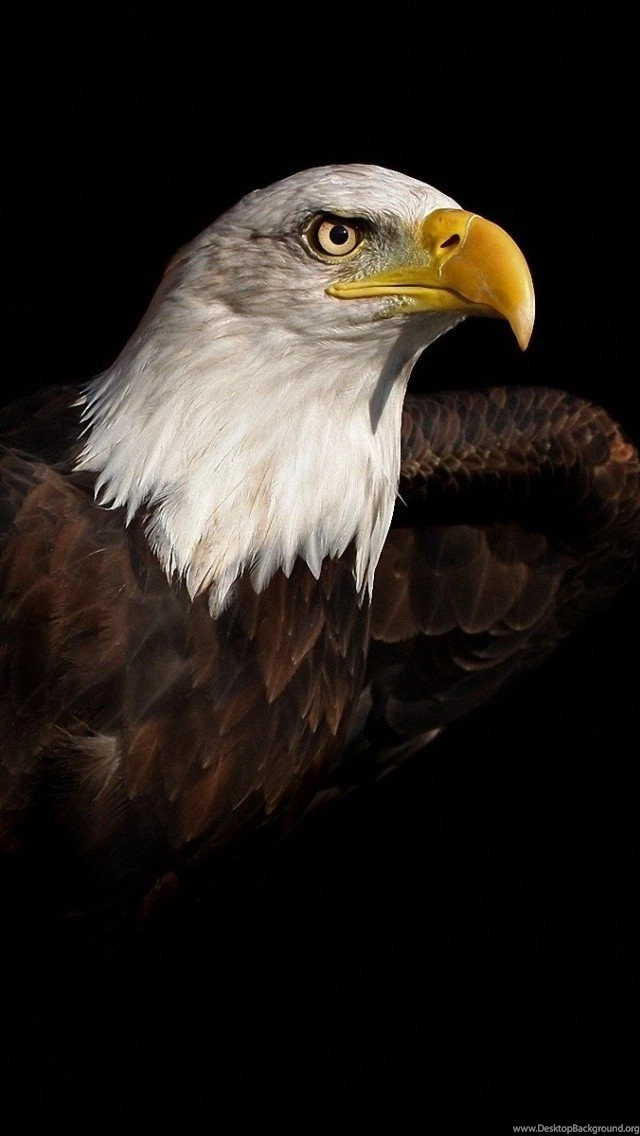 Bald Eagle Iphone 5 / 5s / 5c Wallpaper. Eagle Wallpapers For ...