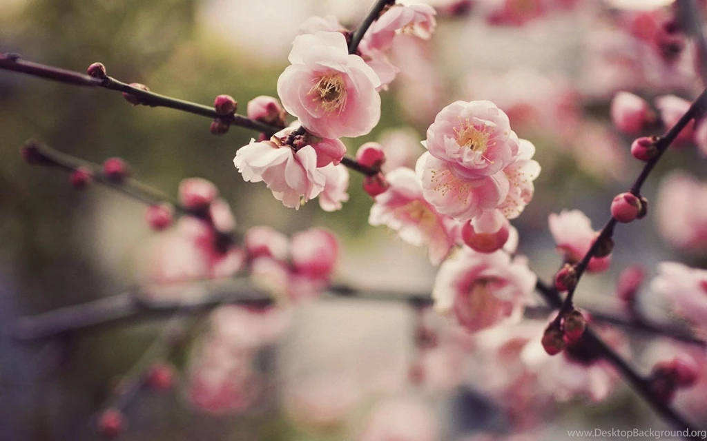 Cherry Blossom Desktop Backgrounds Cherry Blossom Wallpapers