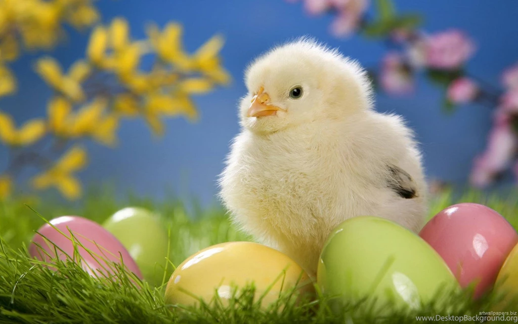 Beautiful Cute Images Wallpapers HD Wide