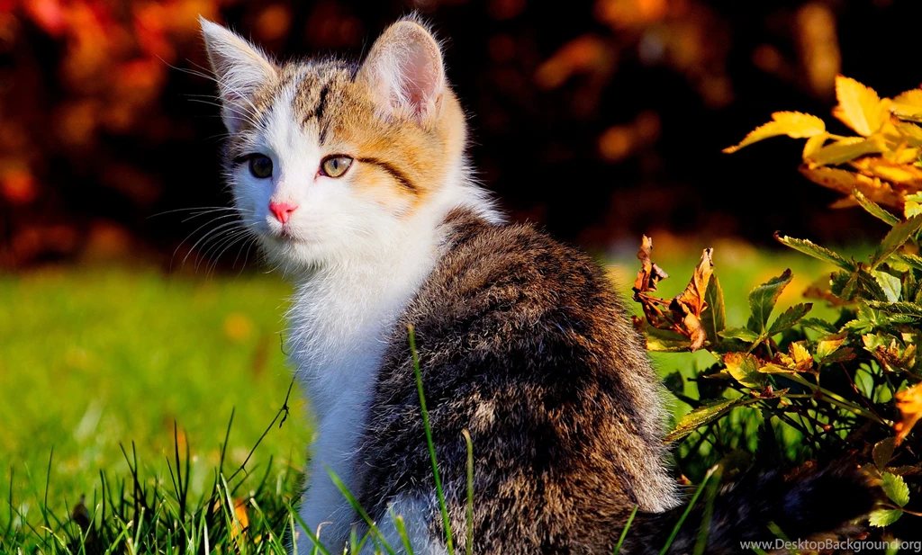 30 Innocent And Cute Cat Pictures