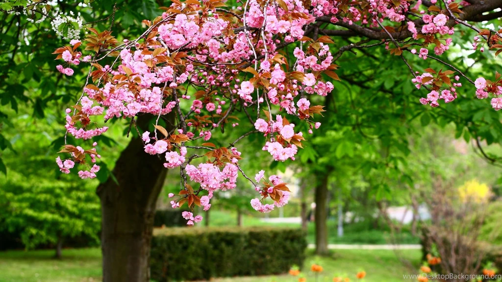 Spring Wallpapers Widescreen AG7