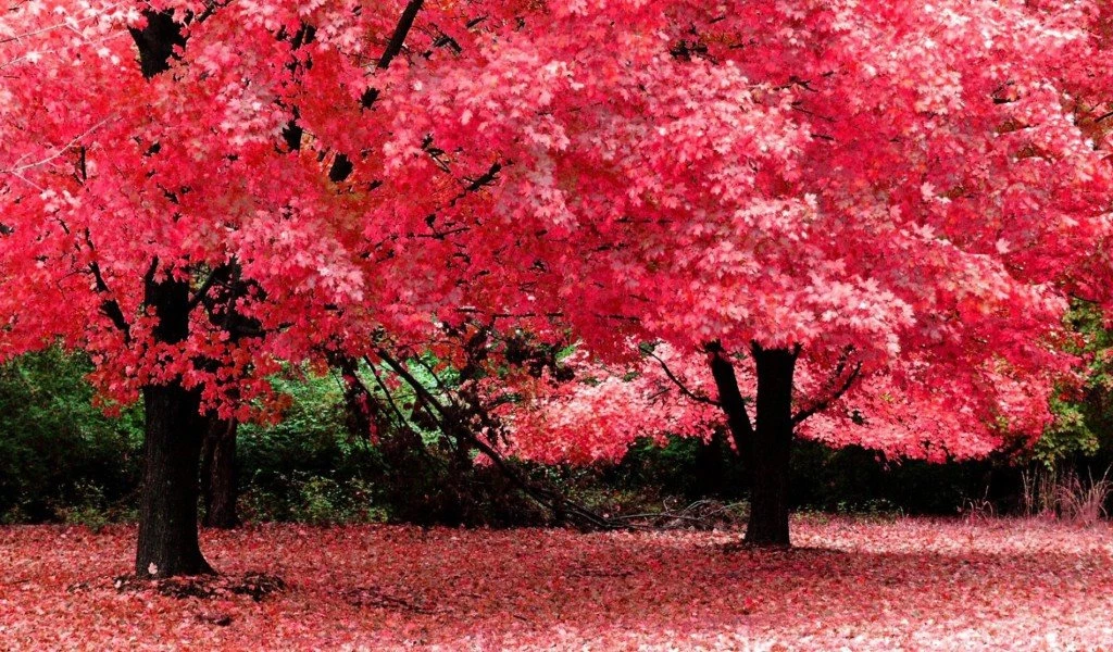 Free Spring Wallpapers For Desktop