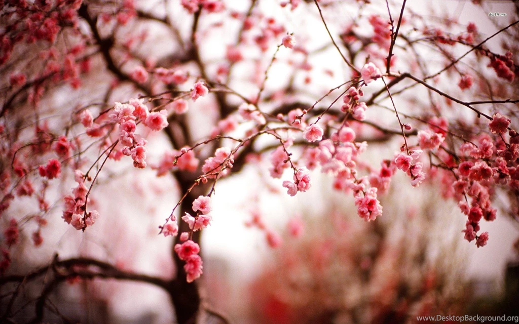 Cherry Blossom Free Desktop Wallpapers