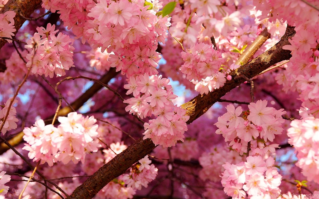 Cherry Blossom Desktop Wallpapers Hd