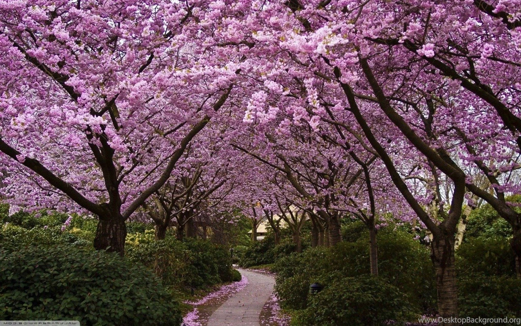 Spring, Flowers, Cherry Blossom Wallpapers HD / Desktop And Mobile ...