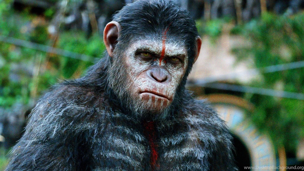 Ape HD Wallpapers HD Wallpapers Inx