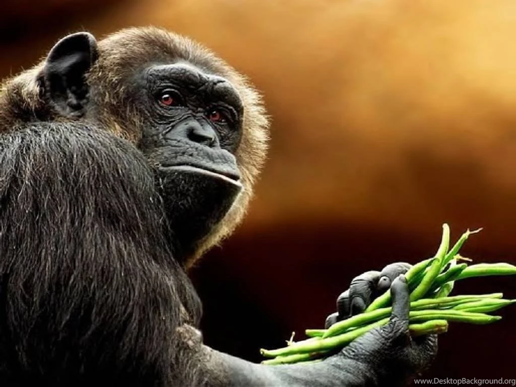 Primates: Got Problem Bub Animal Vegetable Ape Primate Wallpapers ...