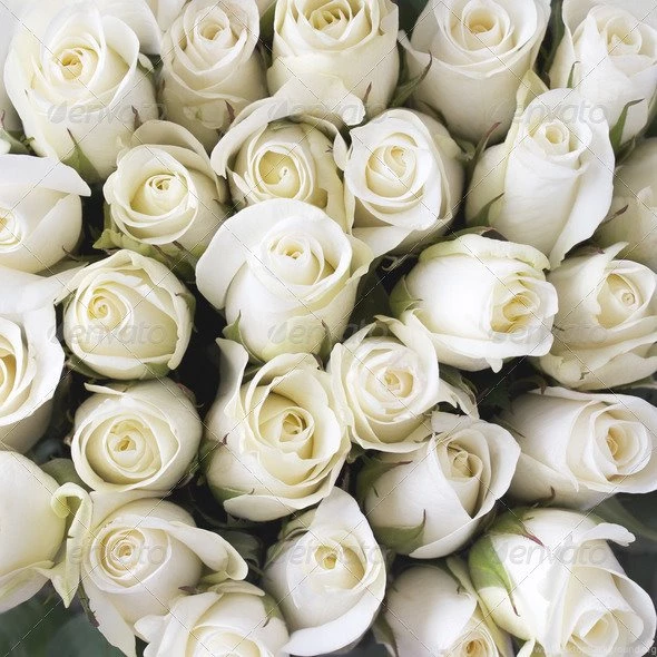 White Roses As A Backgrounds Stock Photo