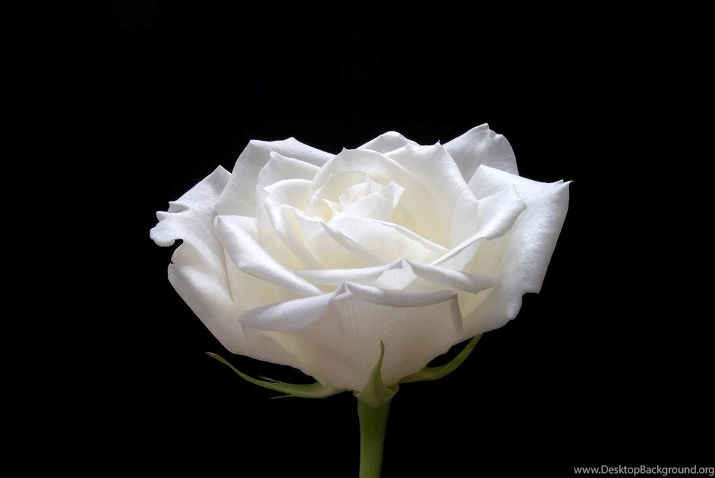 White Rose On Black Backgrounds