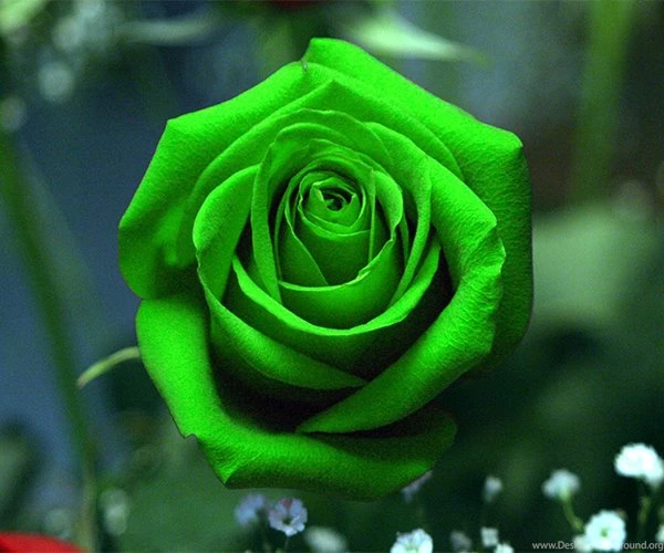 Green Rose Live Wallpapers Android Apps On Google Play