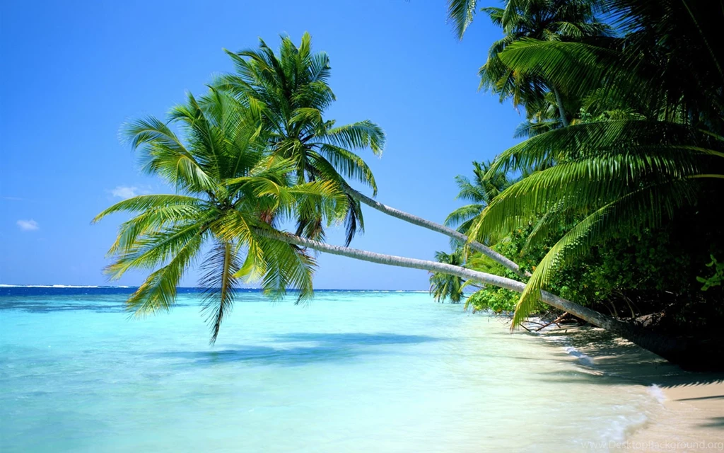 More Beautiful Palm Tree Wallpapers