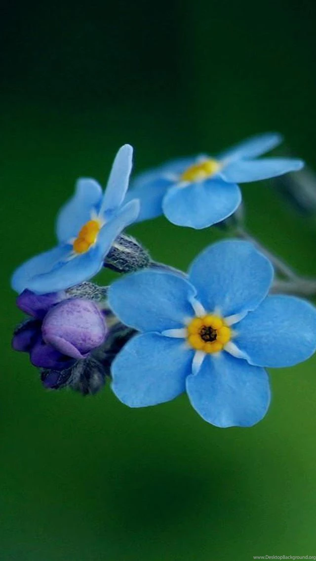Free Download Spring Flower 2013 iPhone 5 HD Wallpapers