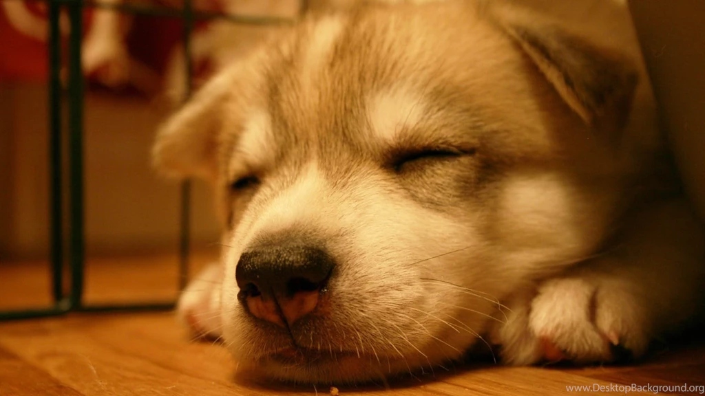 Dog Wallpapers