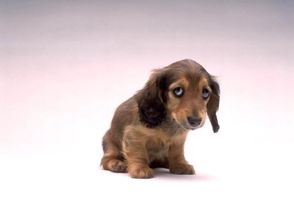 Dog Wallpapers For Mobile Free Download 88 The Dog Wallpapers Best ...