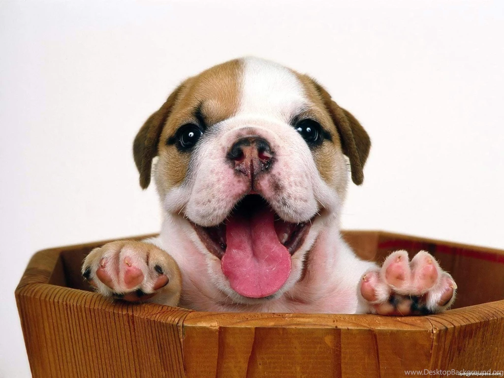 Dogs Wallpapers