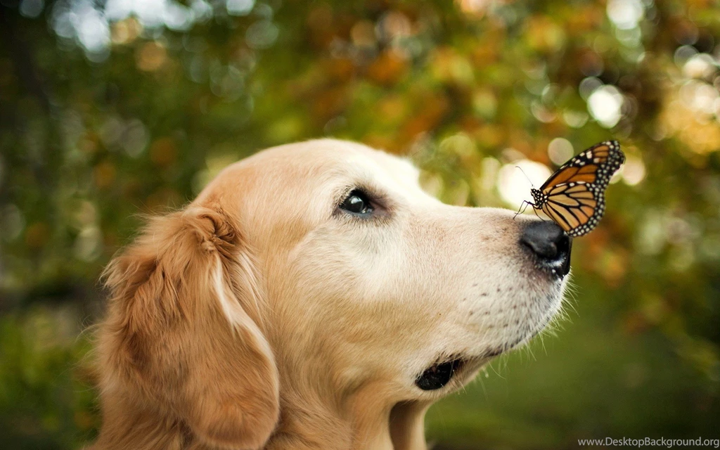 Monarch Butterfly On The Nose Of The Dog Wallpapers And Images ...