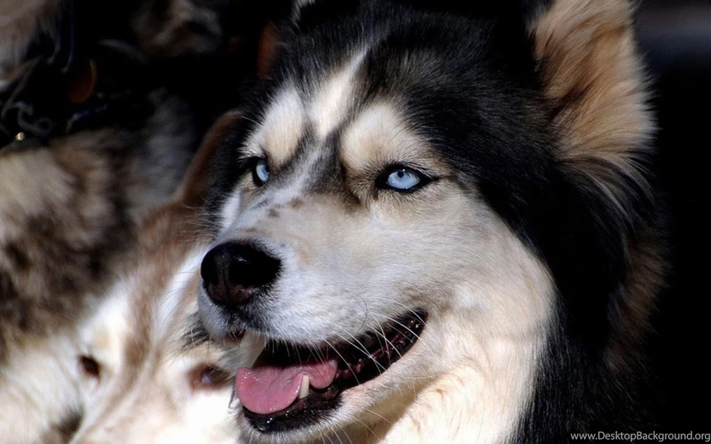 Dog Live Wallpapers Android Apps On Google Play