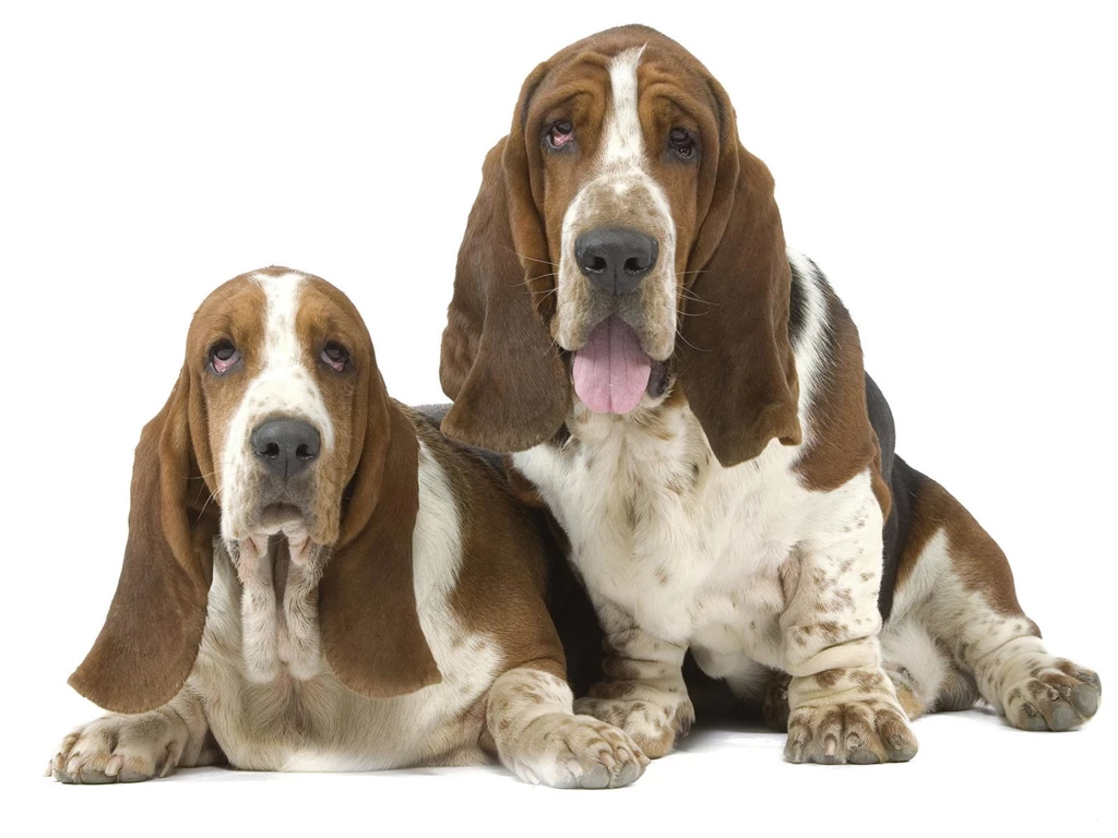 WRINKLY DOGS WALLPAPER (