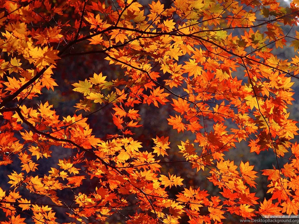 Free Fall Wallpapers For Android Wallpapers Zone