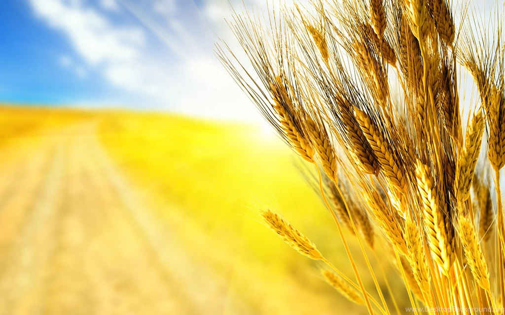 Wheat Wallpaper Backgrounds