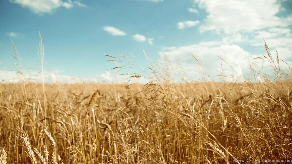 Wheat Wallpaper Backgrounds
