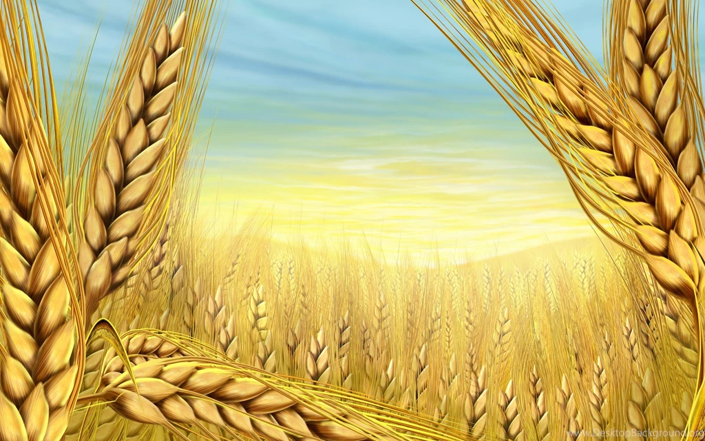 Paintings Multicolor Wheat Wallpapers