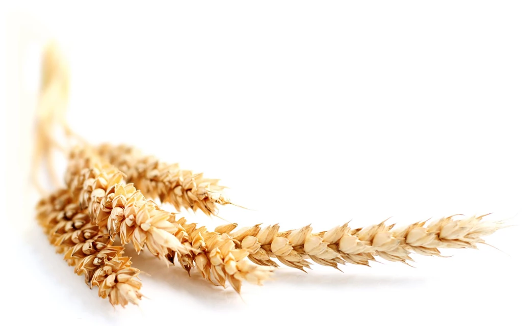 Wheat Fields 1920X1200 Wallpapers 12