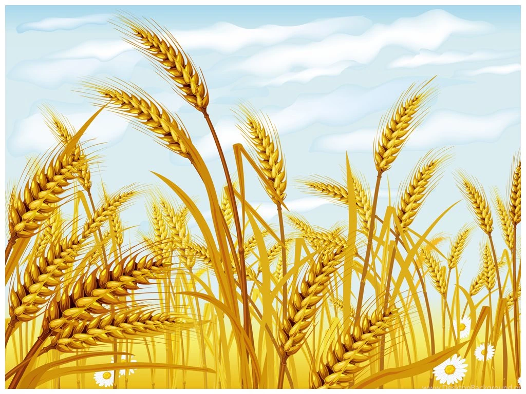 Wheat PowerPoint Template (PPT Slides), Wheat PPT Backgrounds