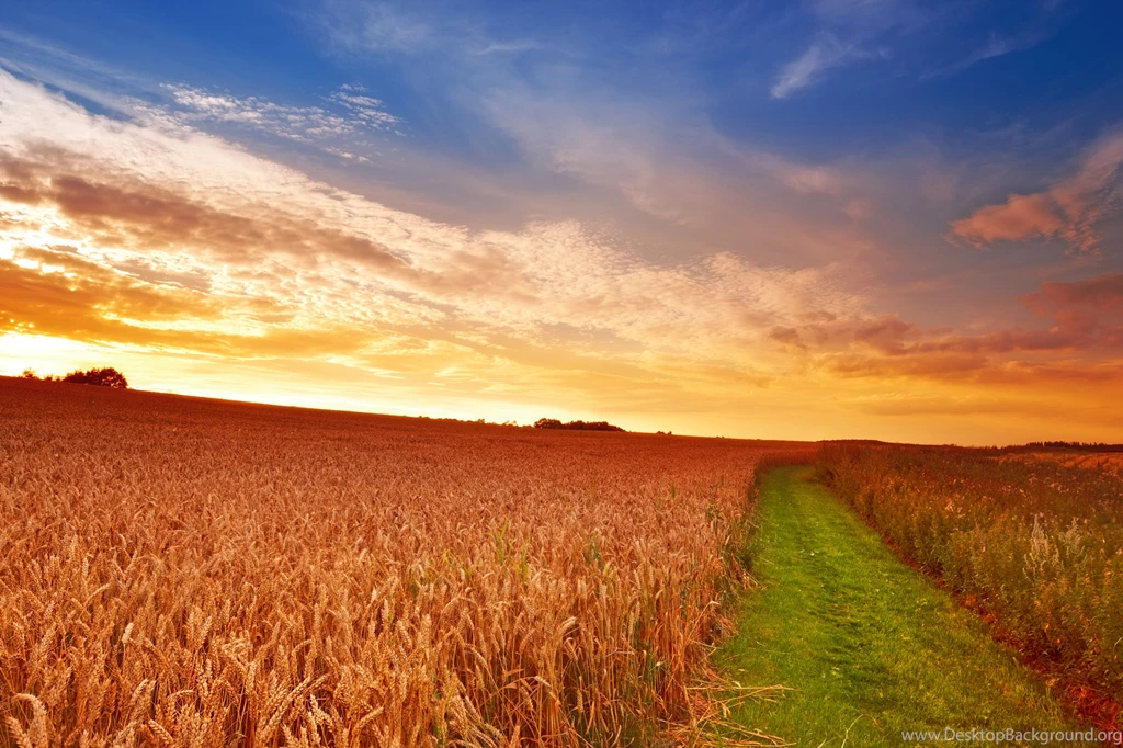 Wheat Wallpaper Backgrounds