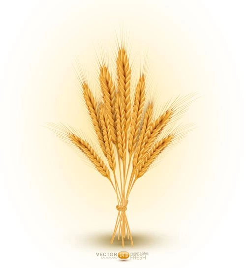 Golden Wheat Backgrounds Vector Set 02 Vector Background, Vector ...