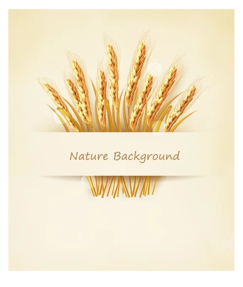 Classic Gold Wheat Backgrounds Vector Material 03 Vector ...
