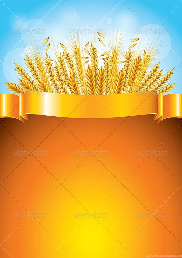 Wheat On Golden Ribbon Vector Backgrounds