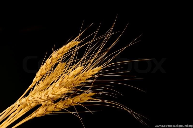 Wheat On A Black Backgrounds Stock Photo
