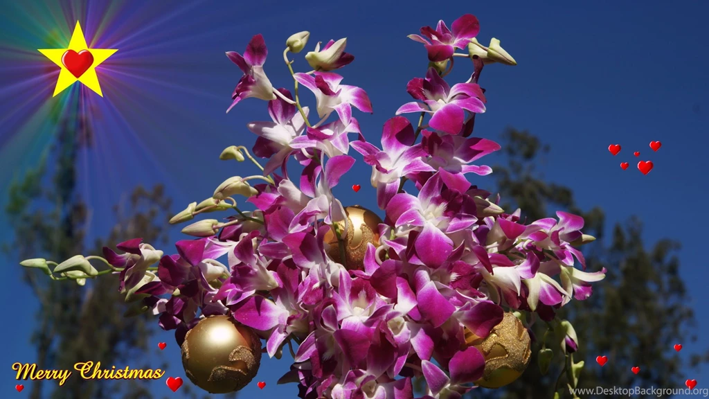 Purple, Orchids, Christmas, Wallpaper, Gallery, Photo, Photography ...