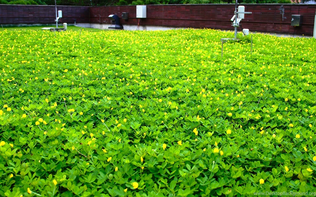 Wallpapers Gallery   Multimedia   HKU