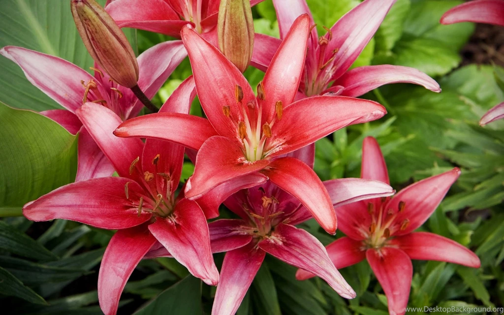 Lily Flowers Wallpapers
