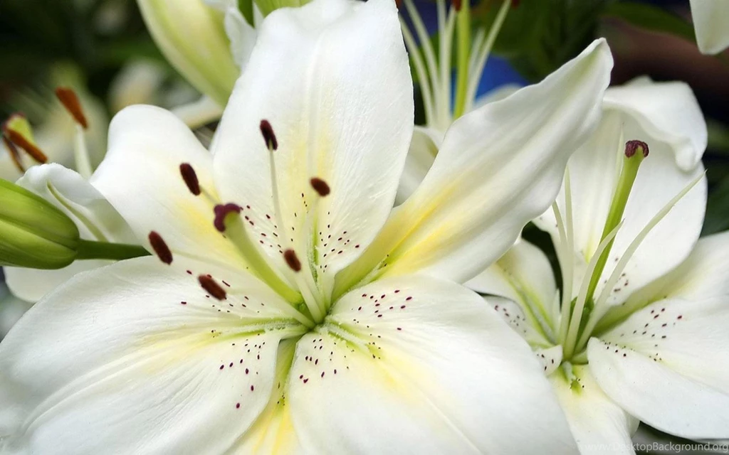 Beautiful Lily Flower Wallpapers   The Wondrous Pics