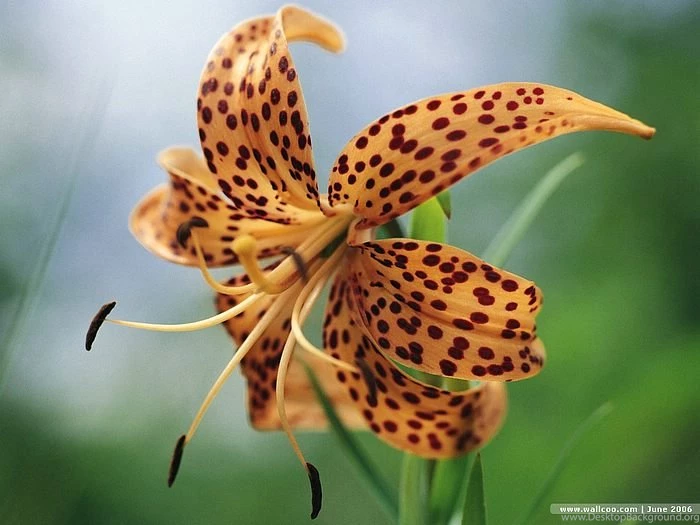 Summer blooming Flowers : Beautiful Lilies Wallcoo.net