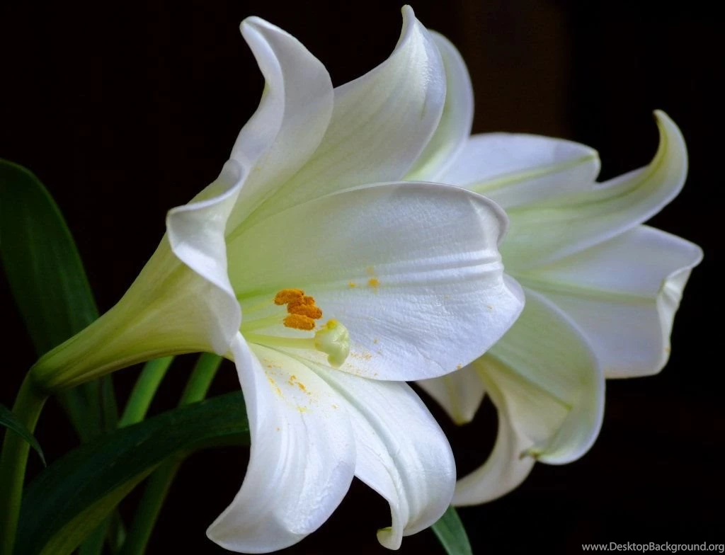 Lily Flower Images