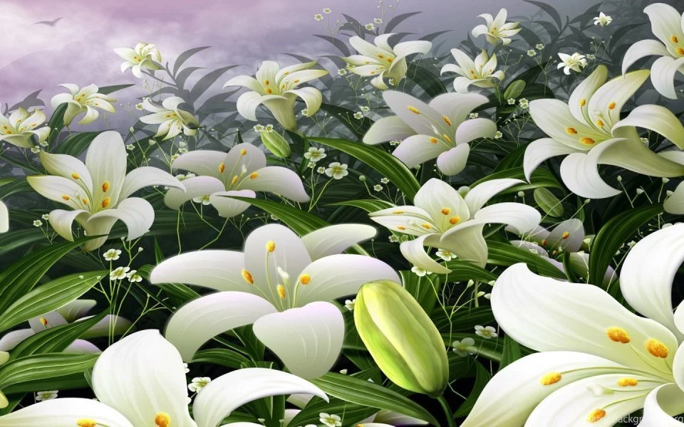 Lily Flower Hd Wallpaper(8)