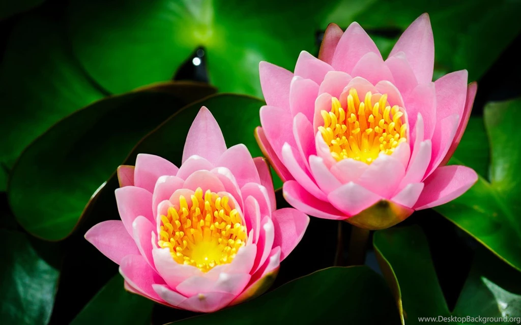 Sleeping Beauty Lily Flowers HD Wallpapers 9 － Flower Wallpapers ...