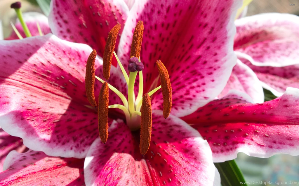 Pink Lily Flower Wallpapers : Flower Wallpapers Kokean.com