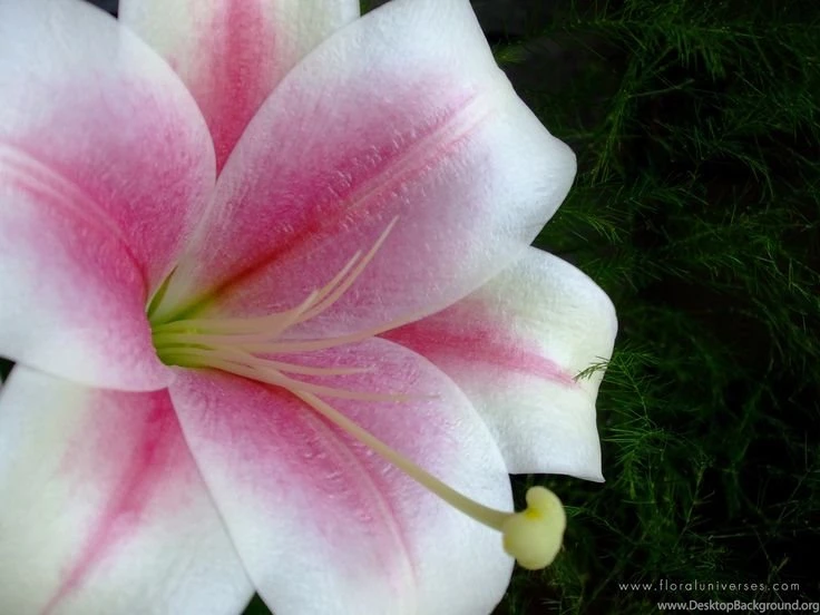 Violet Lily Flowers Wallpaper, White Lily Flower, Lily Flower ...