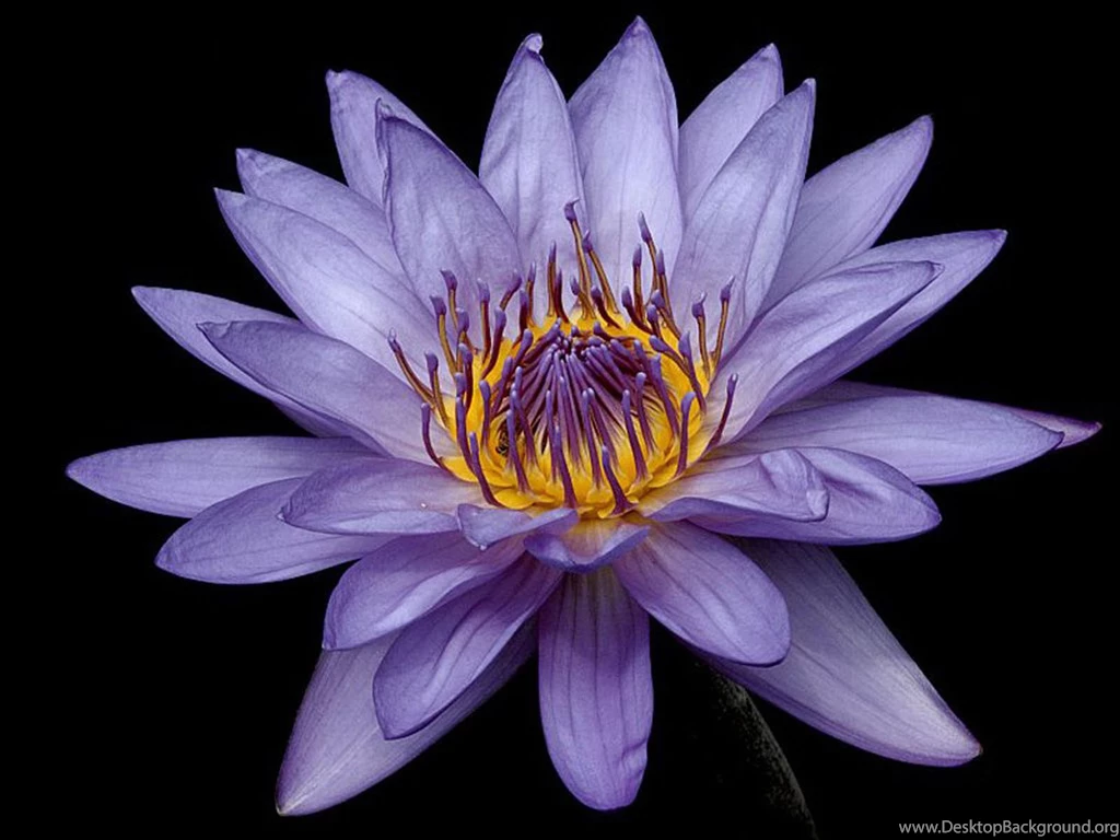 Purple Lily Flower Wallpapers Hd