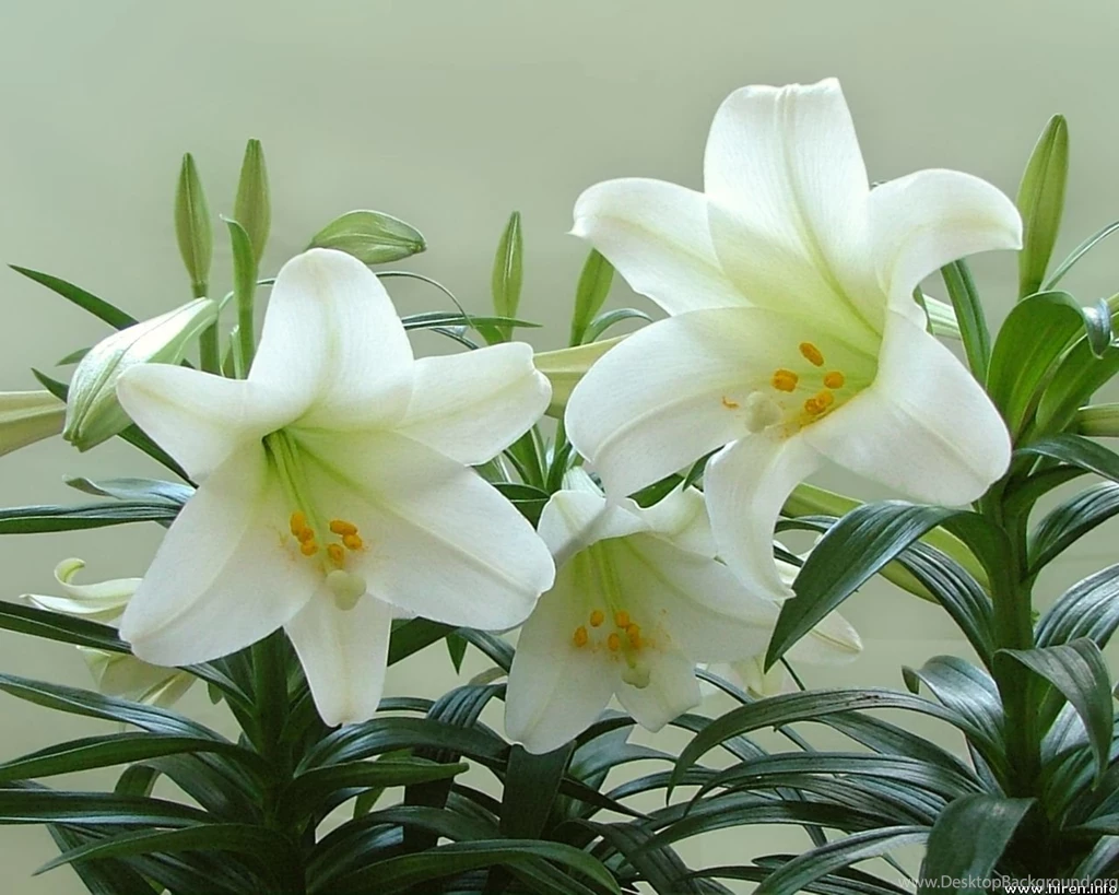 White Lily Flower Wallpapers