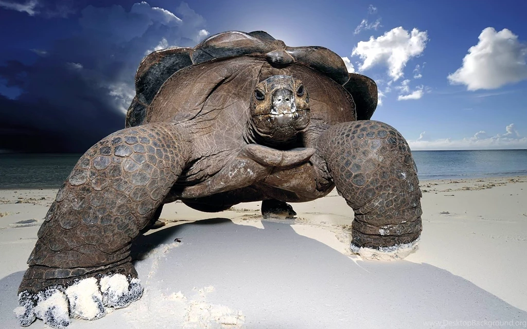 Animals Wallpapers Collection (27+)