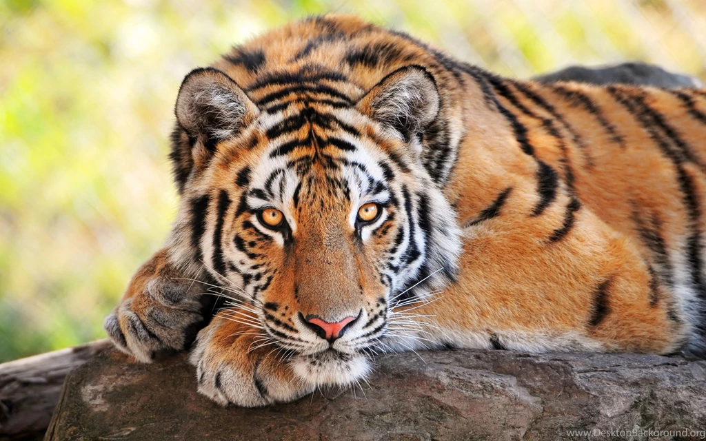 HD Wallpapers Animal