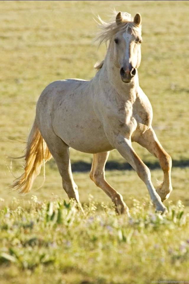 Iphone Animal Download Animal Backgrounds