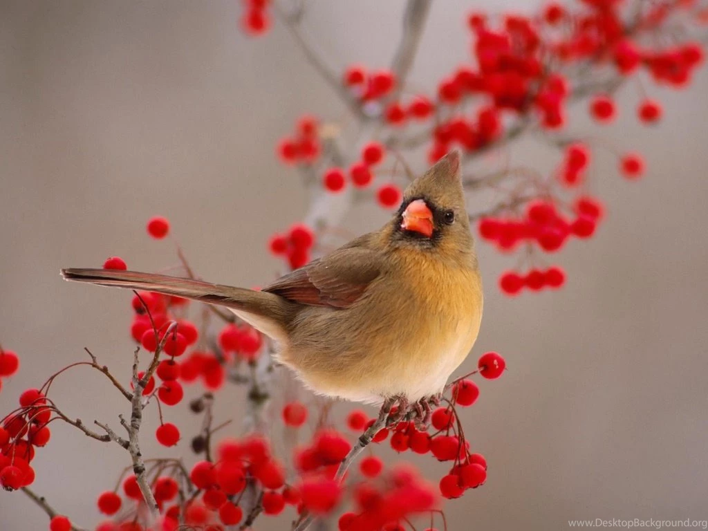 Bird Wallpapers
