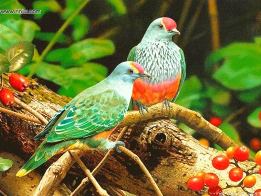 Birds Wallpapers Wallpapers High Definition